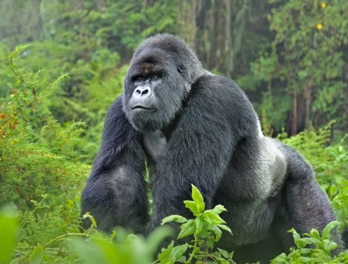 Explore the Wonders of Bwindi Impenetrable National Park Gorilla Trekking: A Traveler's Guide
