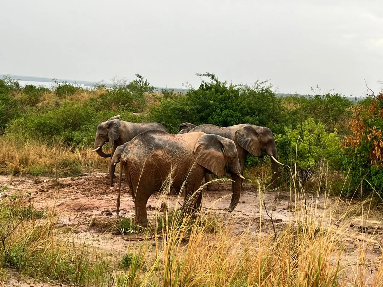 7 Day Primate, Birding & Wildlife Safari In Uganda.